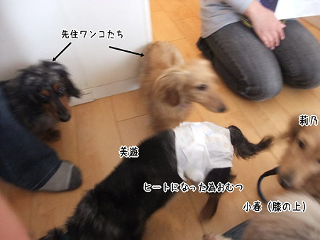 美遊の短期預かり様宅