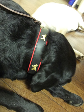 どこかのセレブ犬のよう!