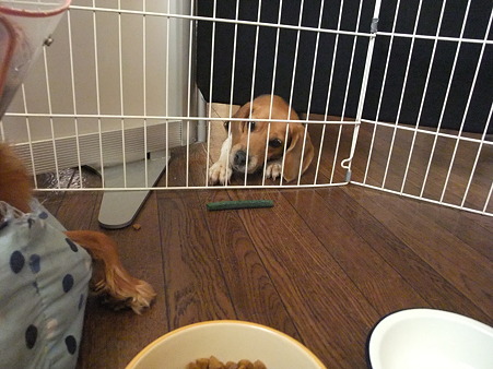 ガムを狙う