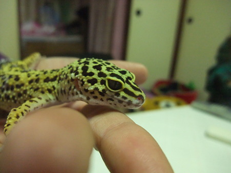 かわいいでしょ(苦手な人もおるな)