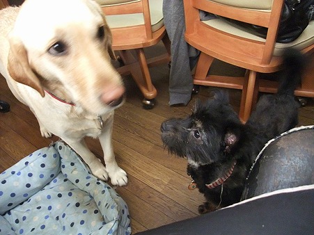 犬社会の