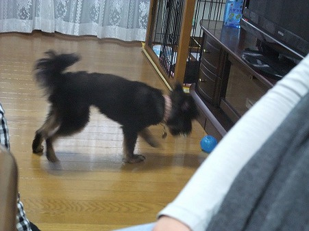 そして、また遊ぶ遊ぶ
