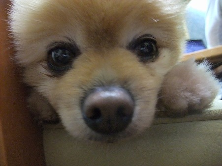 10歳ペアだよん♪