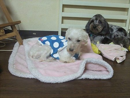 犬がいると安心?