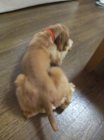 一人おもちゃと格闘中