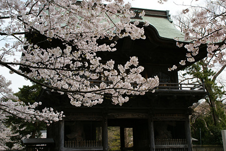 桜の花見、称名寺の仁王門!(100403)