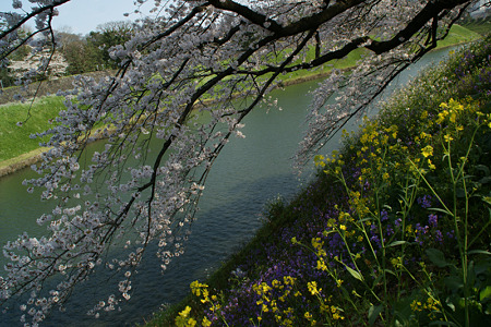 千鳥ヶ淵の桜模様!(100403)