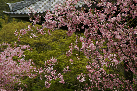 ピンク色の海棠、妙本寺!(100411)