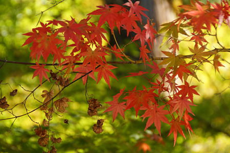 淡色の紅葉狩り!(101106)