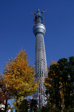 東京スカイツリー黄葉!(20101218)