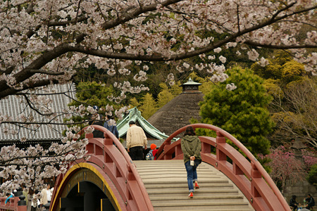 太鼓橋の桜風景!(110410)