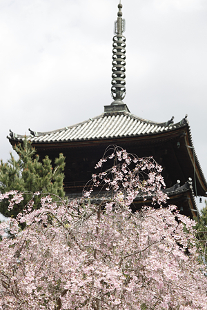 仁和寺 - 10