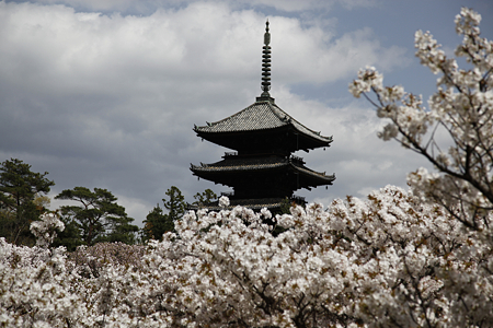 仁和寺 - 12