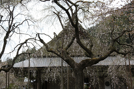 常照皇寺 - 04