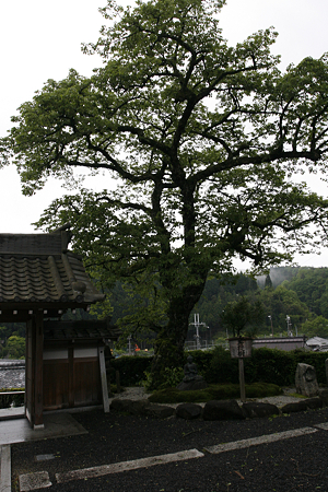 浄顕寺 - 5