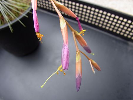 フックシィ花芽