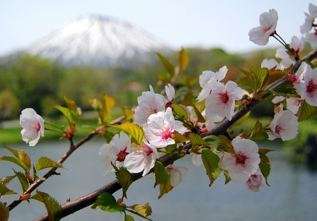 桜と羊蹄山