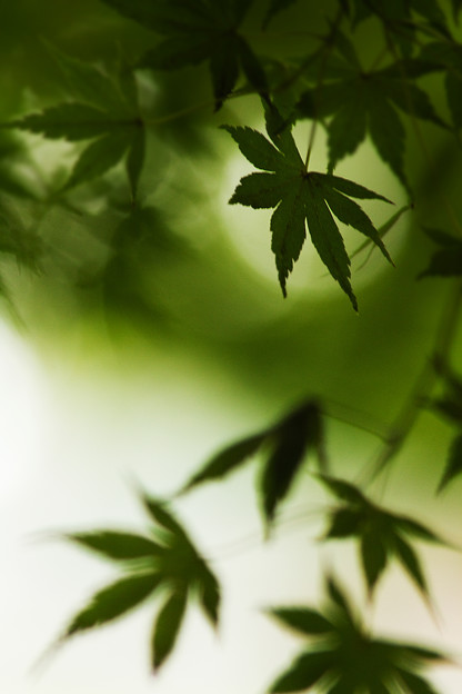 かえで