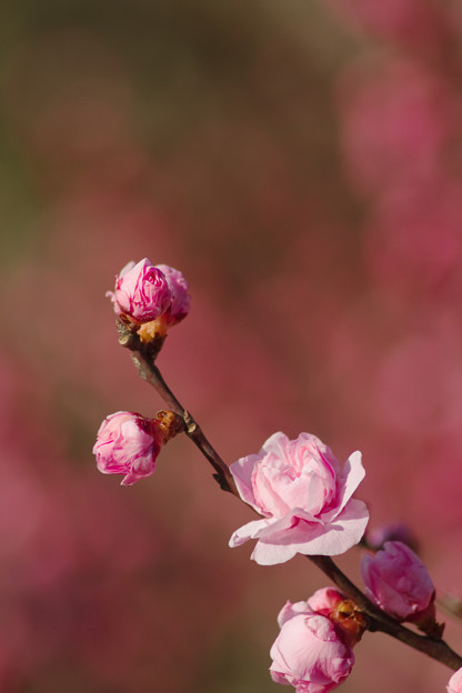 桃色の花