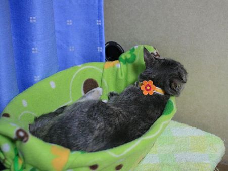 籠猫中