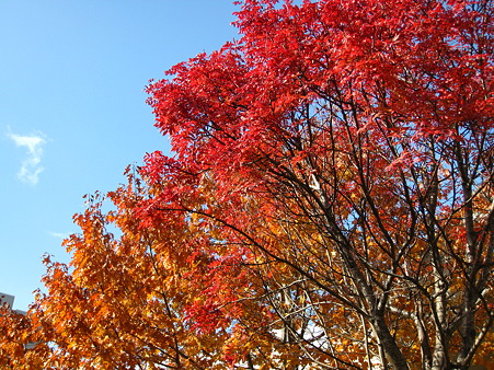 紅葉