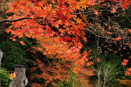 0911181452_DSC_1461