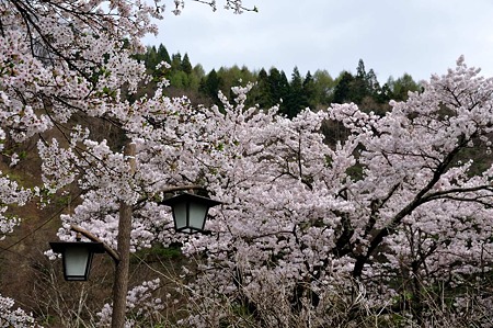 1005041516_DSC_4683