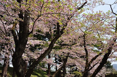 1005051217_DSC_5531