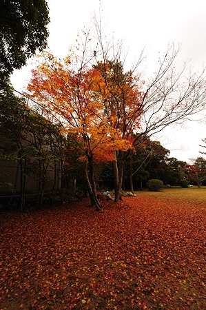 1011230935_DSC_4162