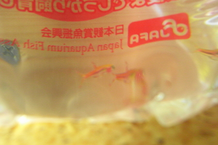 魚