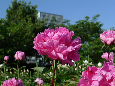 舞鶴公園のシャクヤク(13)