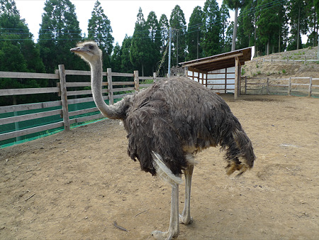 くじゅう・わいた展望公園~ダチョウ