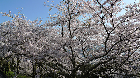 めかり公園の桜(6)
