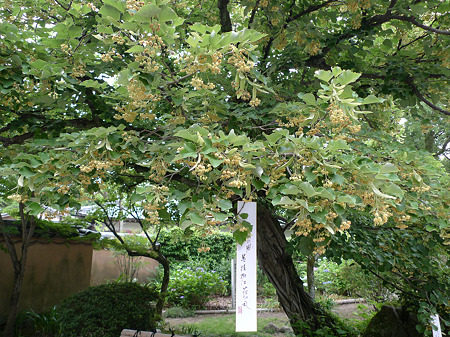 戒壇院の菩提樹(4)