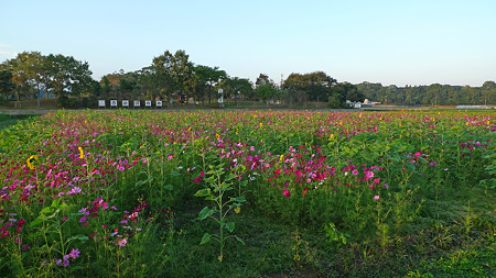 豊前国府跡公園前のコスモス(1)
