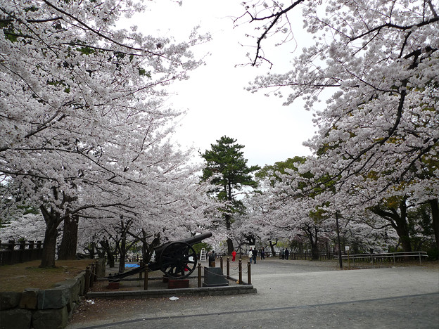 小倉城 勝山公園の桜 7 照片共享頁面 攝影藏