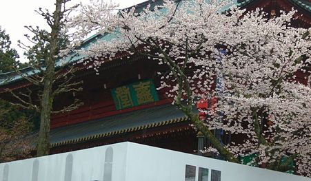 輪王寺桜