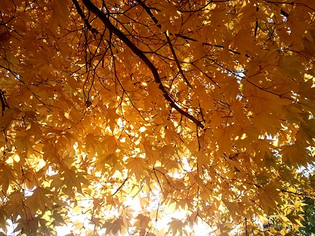 2010-11-06-10