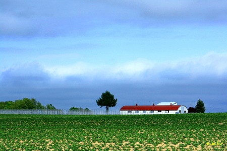 赤い屋根とイモ畑