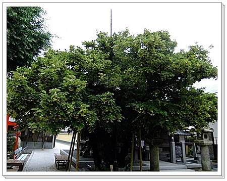 菩提樹