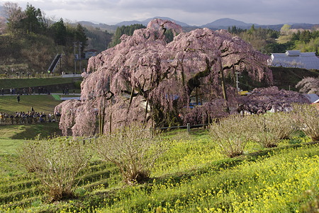 三春の滝桜