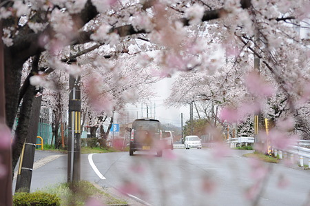 桜道-4