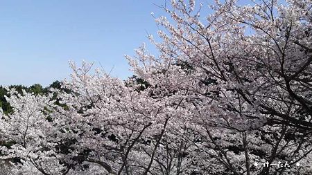 輝く桜たち