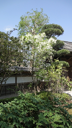 なんじゃもんじゃの木 長谷寺