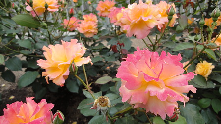 淀屋橋の薔薇 満開