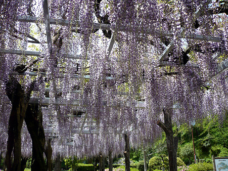 fuji1