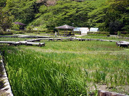 fuji2