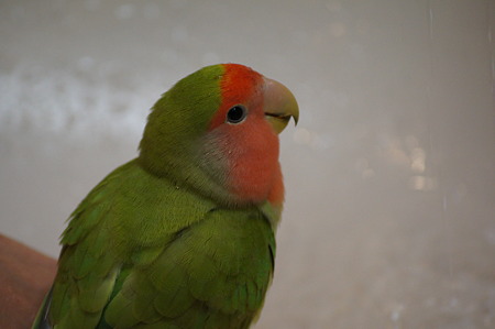 DSC08955