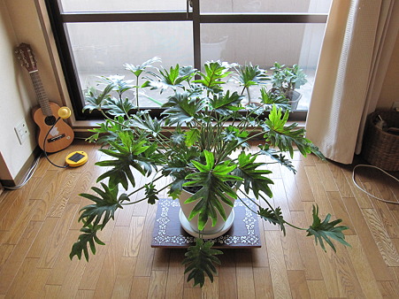 untitled(観葉植物)