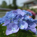 和歌山緑化センターの花あれこれ2014_6